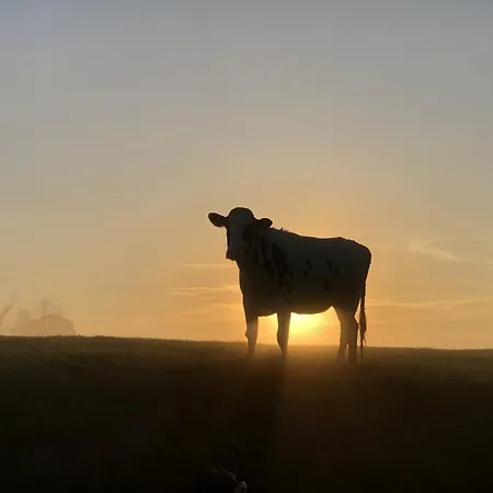 Tief 10 Wattn Watt-blick 604 * שיליג